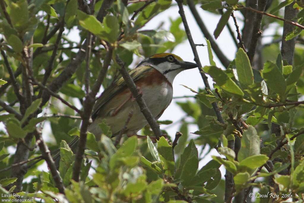 Chestnut-sided Shrike-Vireoadult