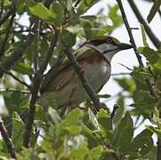 Chestnut-sided Shrike-Vireo