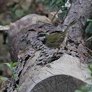 Collared Towhee