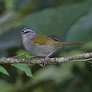 Black-striped Sparrow