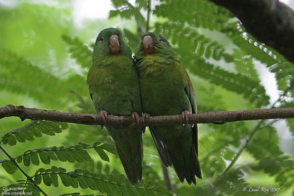 Orange-chinned Parakeet