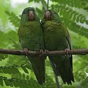 Orange-chinned Parakeet