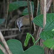 Buff-breasted Wren