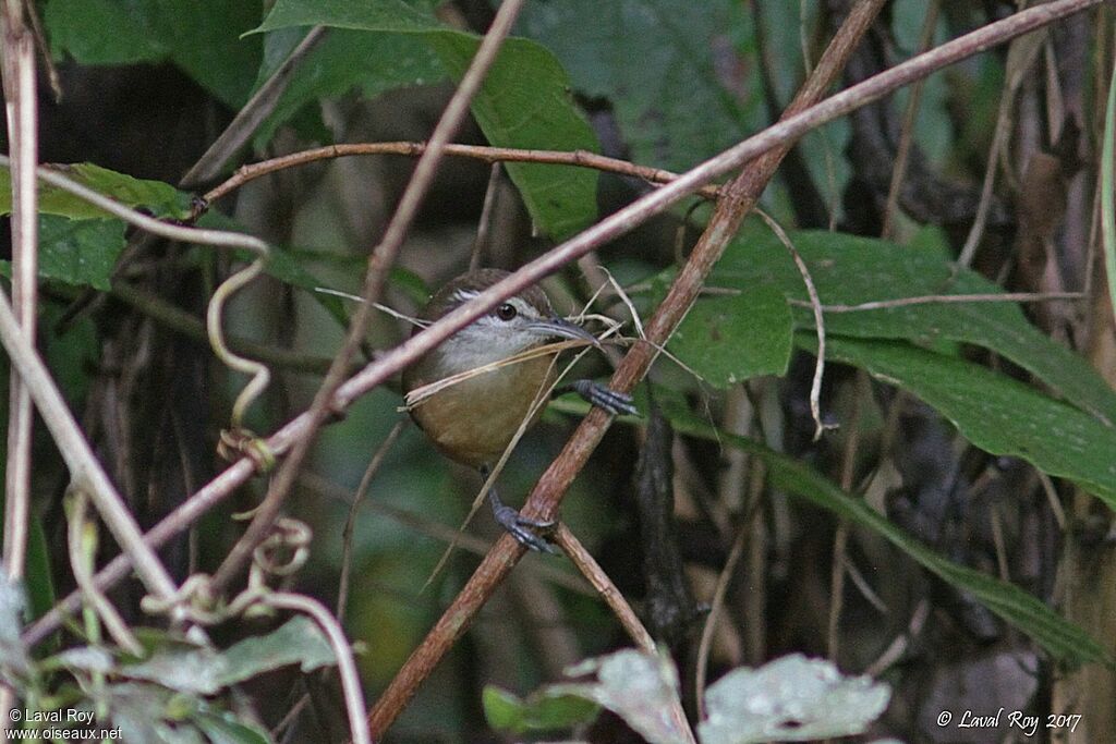 Buff-breasted Wren