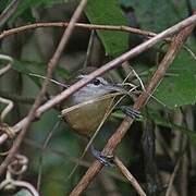 Buff-breasted Wren