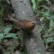 Rufous-browed Wren