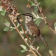 Boucard's Wren