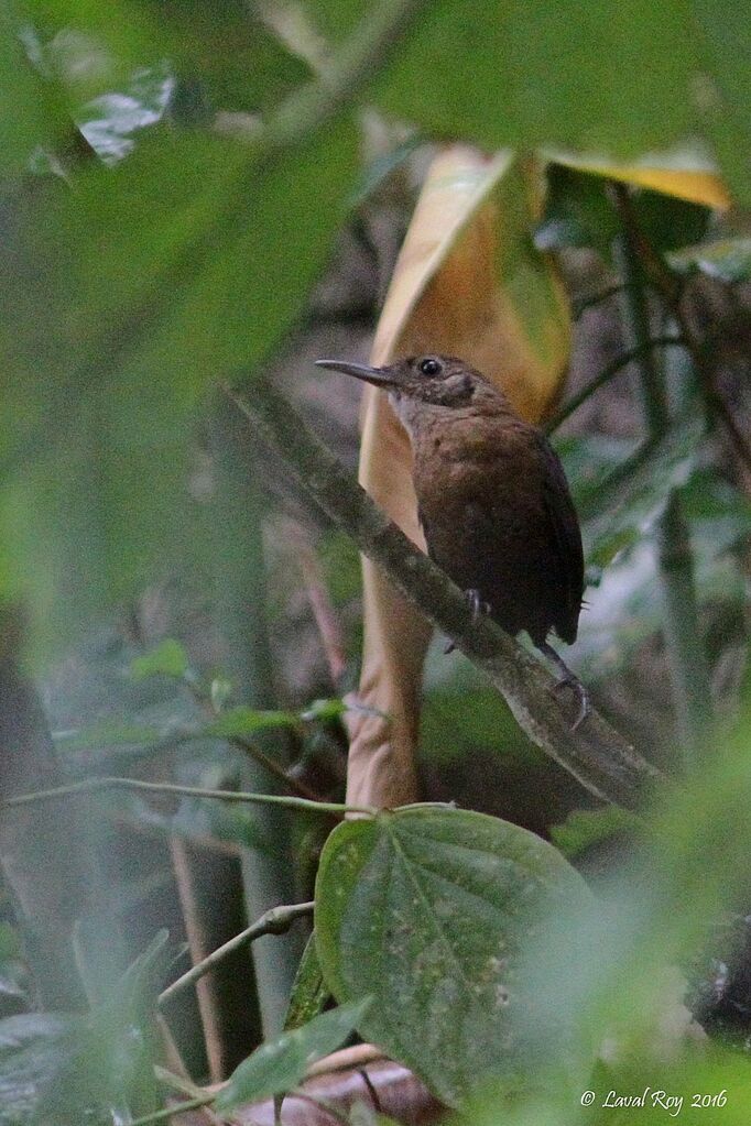 Nava's Wren, identification