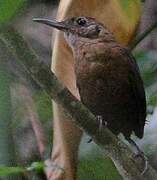 Nava's Wren