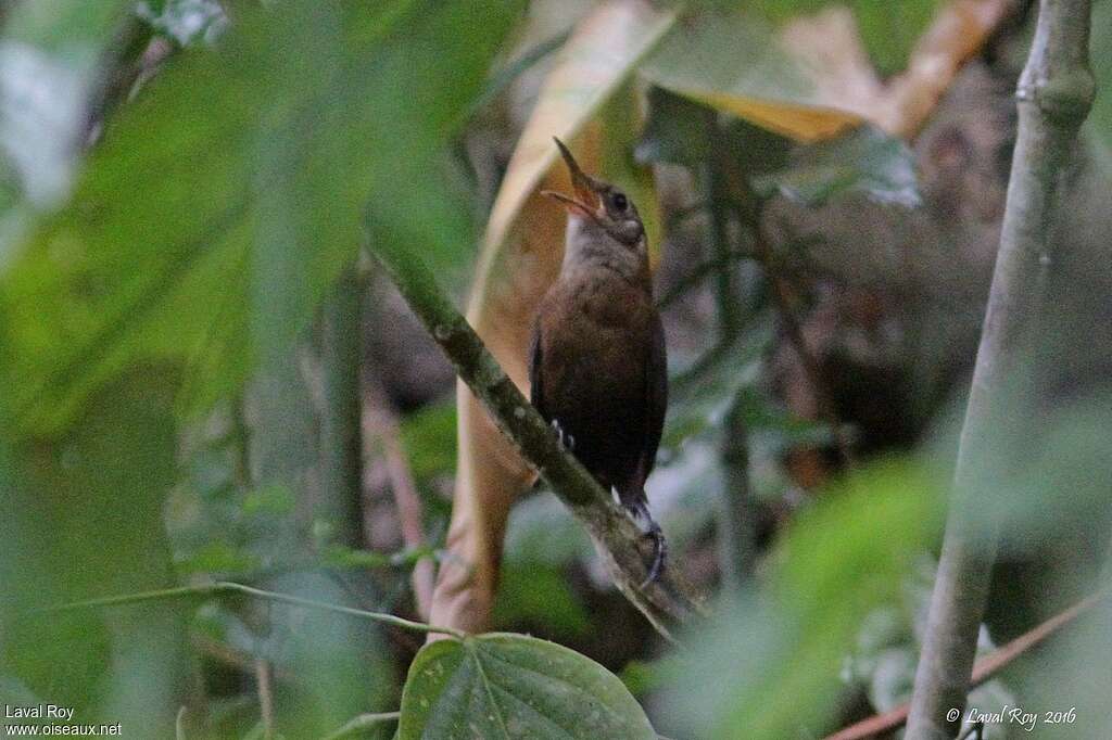 Nava's Wren male adult, habitat, song