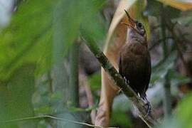 Nava's Wren