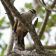 Giant Wren