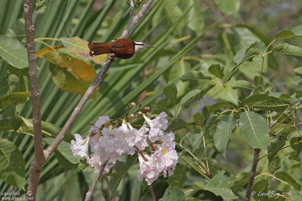 Troglodyte géant, habitat, pigmentation