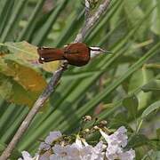 Giant Wren