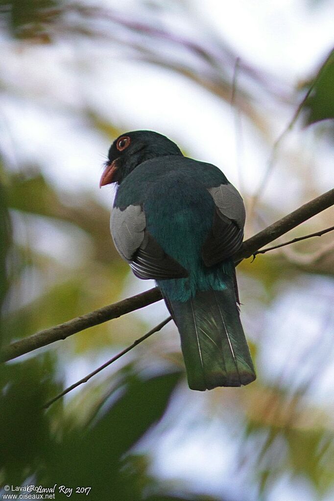 Slaty-tailed Trogon