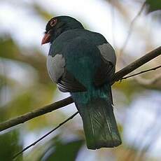 Trogon de Masséna