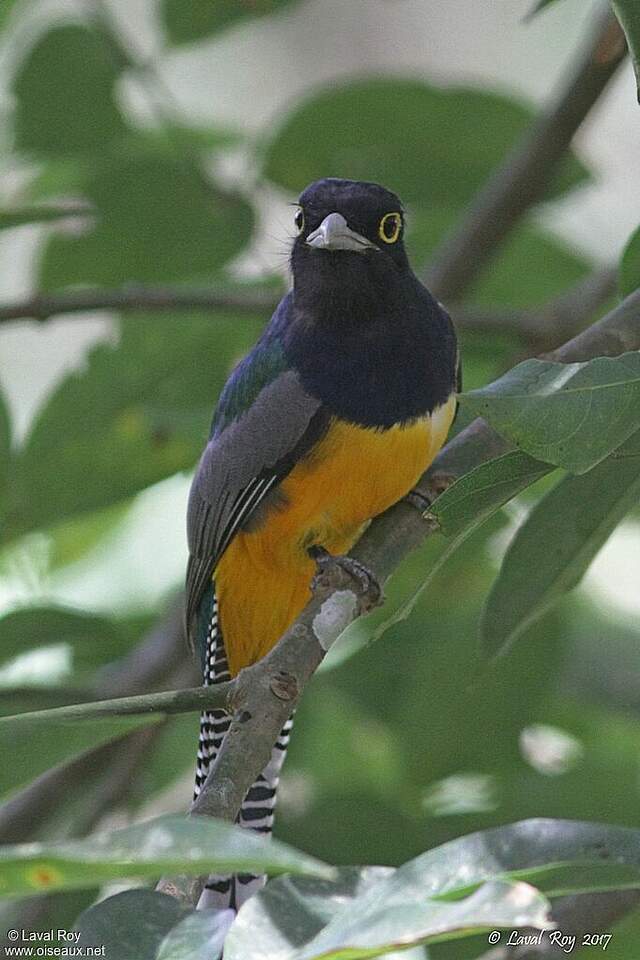 Trogon violacé laro233522