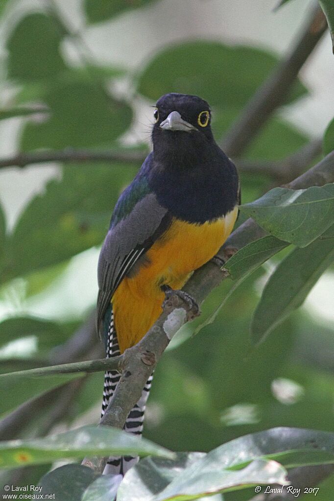 Trogon violacé