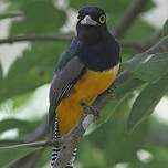 Trogon violacé