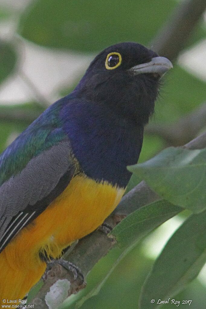 Guianan Trogon