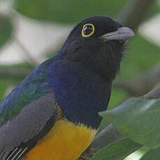 Trogon violacé