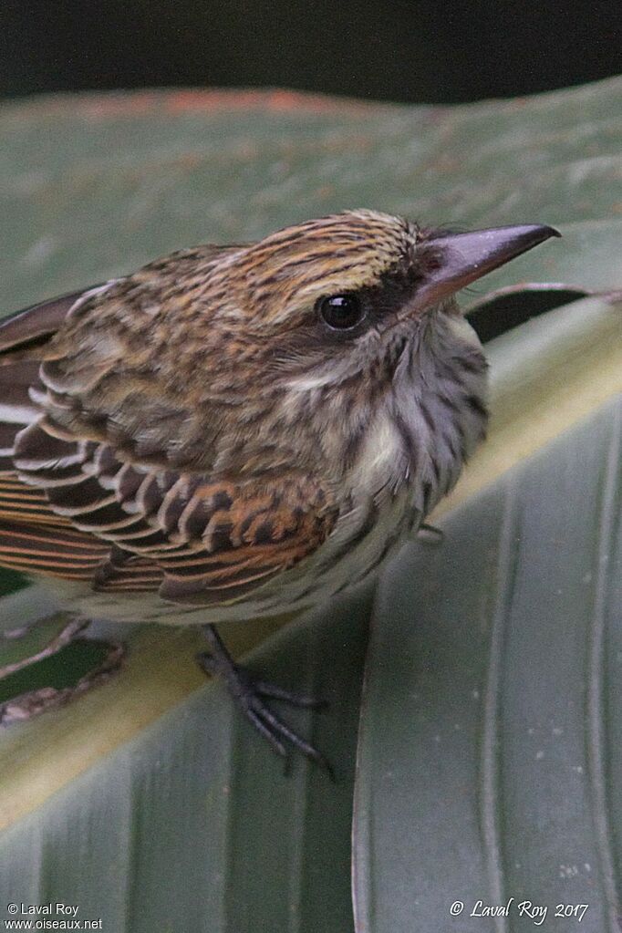 Streaked Flycatcher