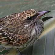 Streaked Flycatcher