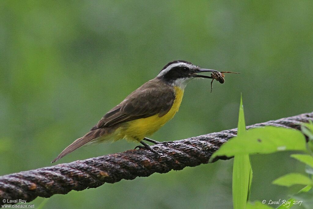 Lesser Kiskadee