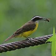 Lesser Kiskadee