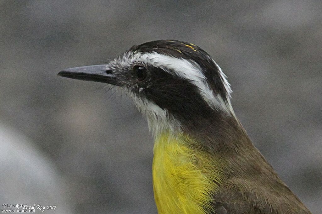 Lesser Kiskadee