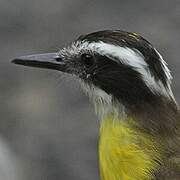 Lesser Kiskadee