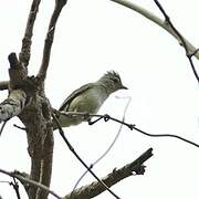 Northern Beardless Tyrannulet