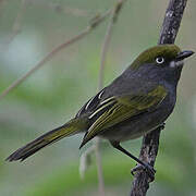 Slaty Vireo