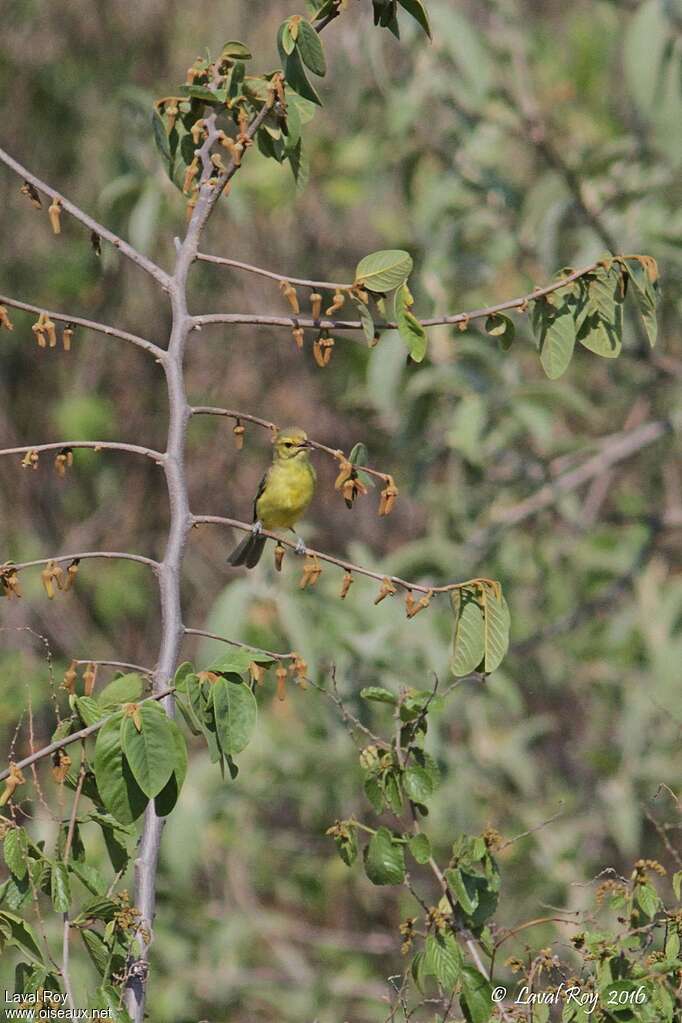 Golden Vireo male adult breeding