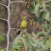 Golden Vireo