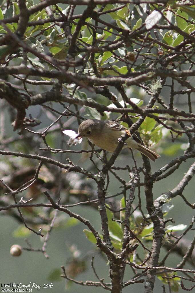 Dwarf Vireoadult