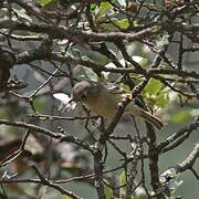 Dwarf Vireo