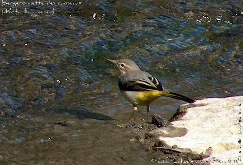 Grey Wagtail