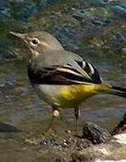 Grey Wagtail