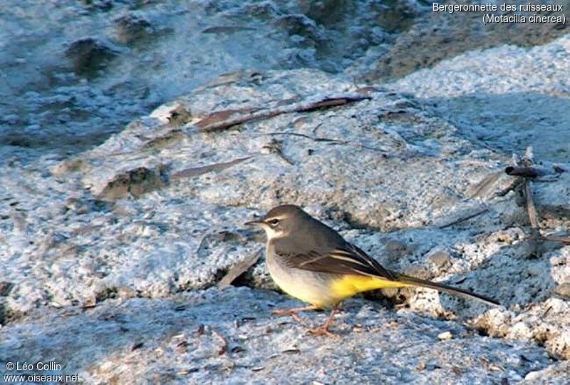 Grey Wagtail