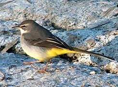 Grey Wagtail