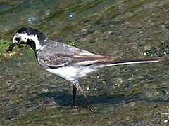 White Wagtail