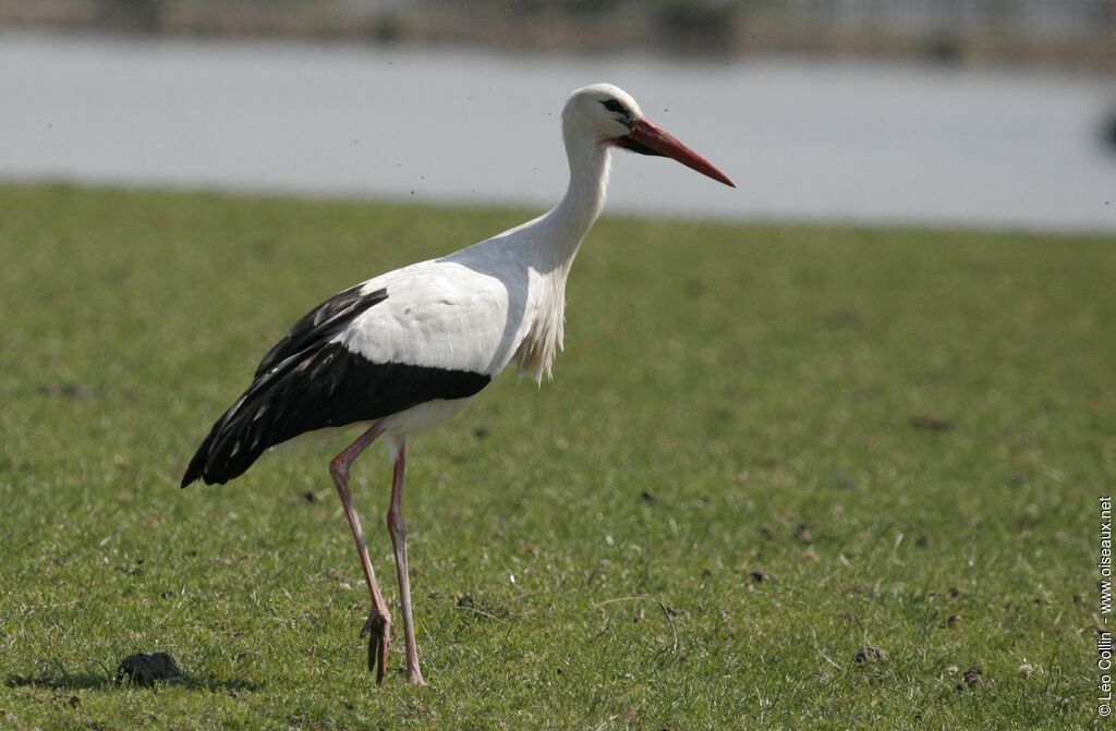 White Storkadult