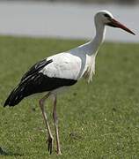 White Stork