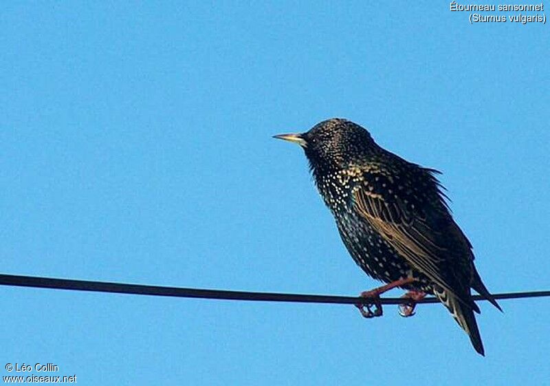 Common Starling