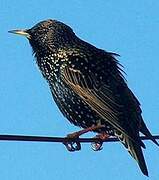 Common Starling