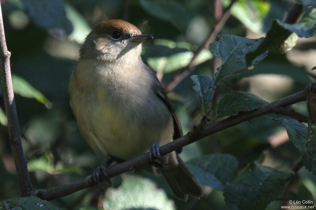 Eurasian Blackcap female adult