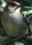 Eurasian Blackcap