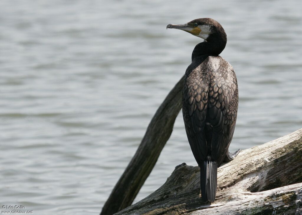 Great Cormorant