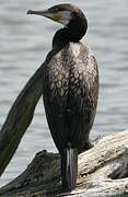 Great Cormorant